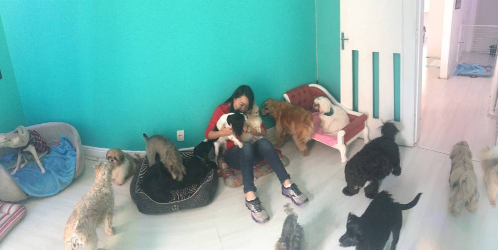 Espaço para Cães na Barra Funda - Hotelzinho para Cães