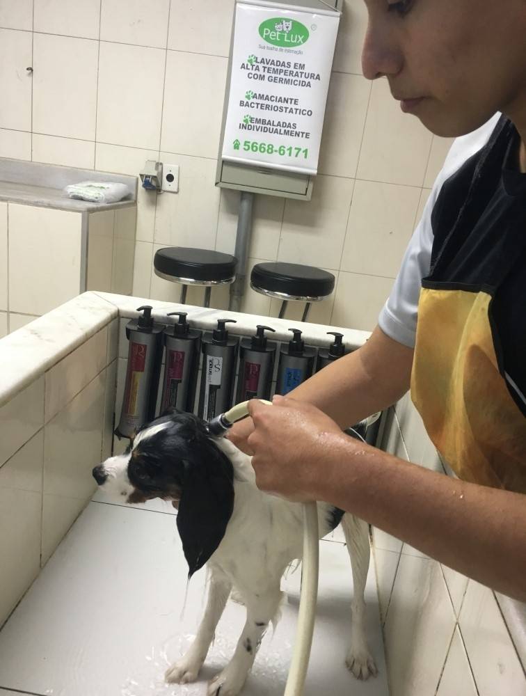 Estética para Cachorro em São Paulo Preço em Caieiras - Curso de Estética Canina