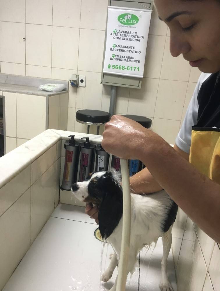 Estética para Cachorro em Sp em Salesópolis - Centro de Estética Canina
