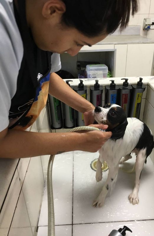 Estética para Cães Preço na Consolação - Centro de Estética para Cães