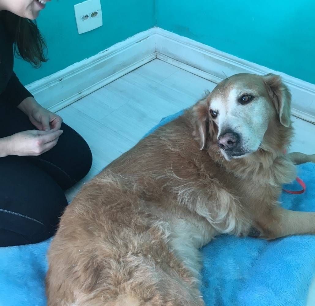 Exercícios de Fisioterapia Canina em Itaquera - Fisioterapia e Reabilitação Canina
