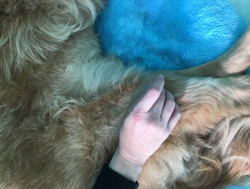 Fisioterapia Canina em Sp Preço na Pedreira - Centro de Fisioterapia para Cães