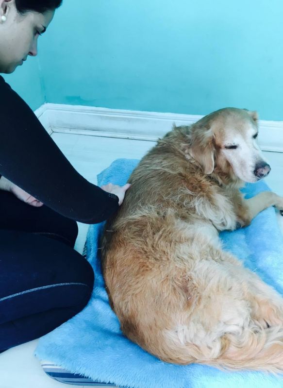 Fisioterapia Canina Preço no Rio Grande da Serra - Fisioterapia de Cachorro