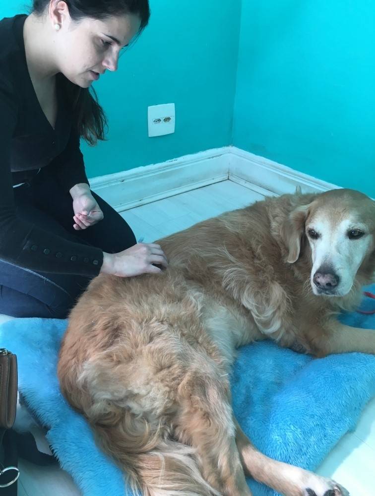 Fisioterapia Canina em Perus - Tratamento de Fisioterapia Canina