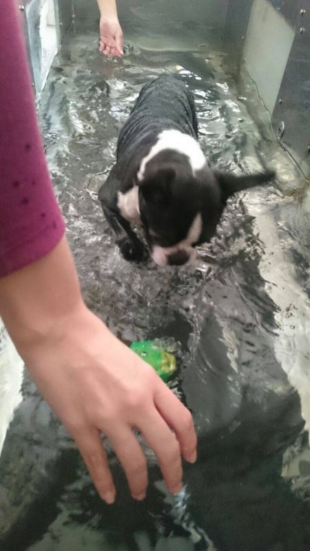 Fisioterapia de Cachorro Preço no Rio Pequeno - Tratamento de Fisioterapia Canina