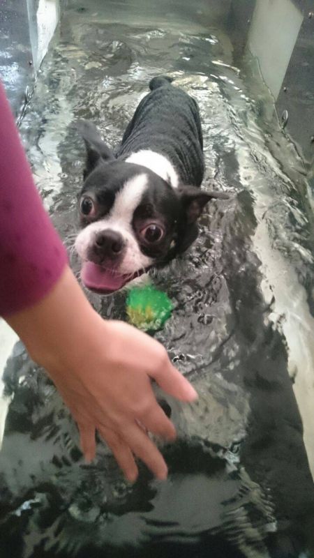 Fisioterapia de Cachorro na Água Funda - Fisioterapia para Cães