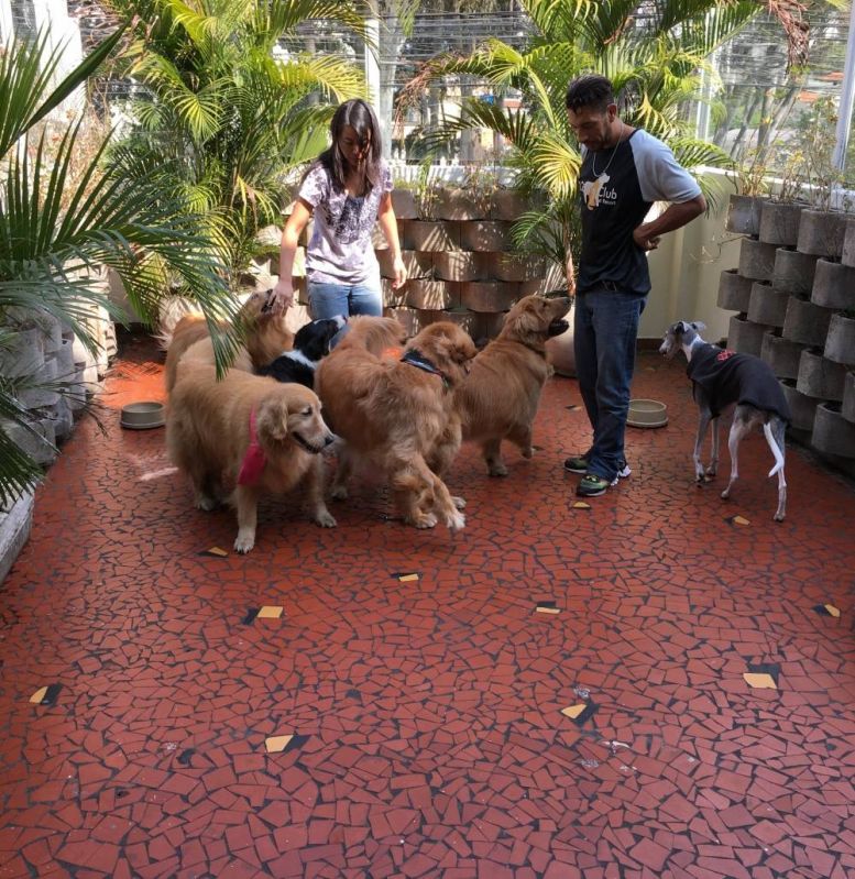 Fisioterapia e Reabilitação para Cachorros no Jardim Europa - Centro de Fisioterapia para Cães