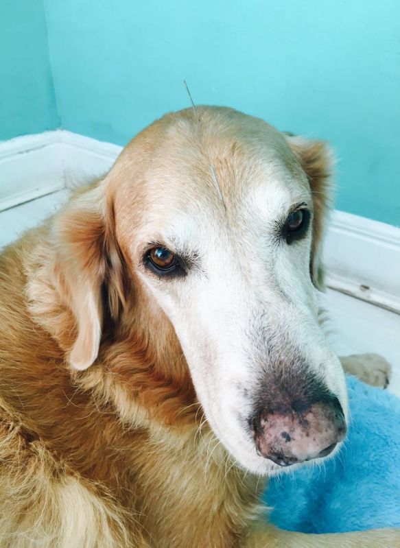 Fisioterapia para Cachorros na Vila Buarque - Serviços de Fisioterapia Canina