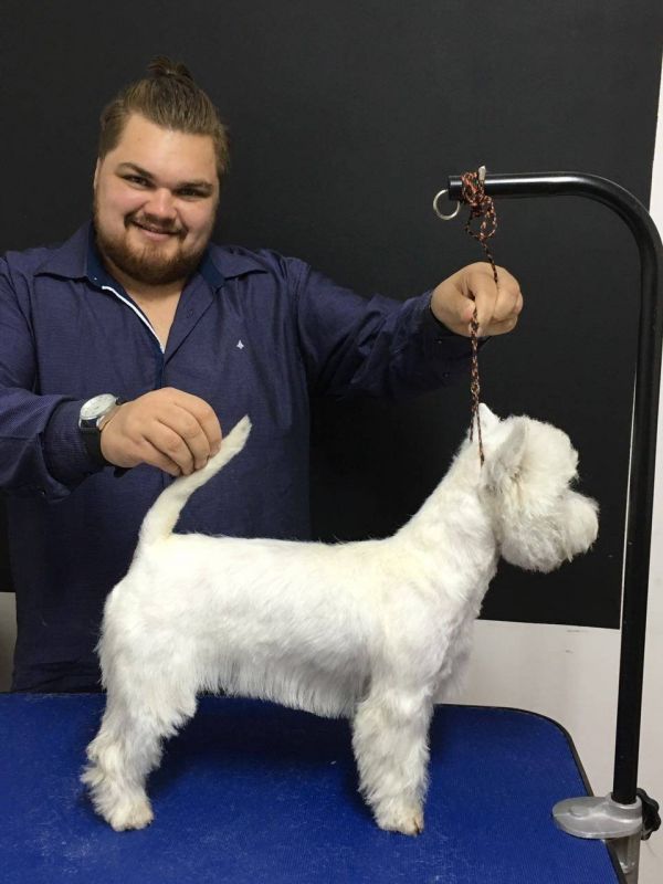 Hand-Stripping em Cães Sp em Pirapora do Bom Jesus - Trimming em Fox Terrier