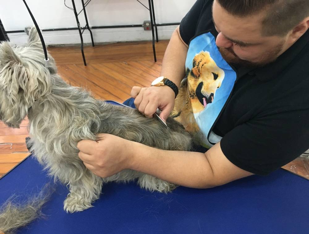 Hand-Stripping em Fox Terrier Preço em Salesópolis - Hand-Stripping em Cães