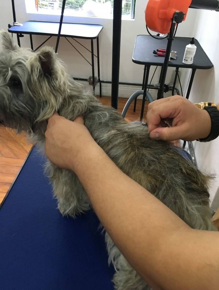 Hand-Stripping em Schnauzer Preço na Liberdade - Hand-Stripping em Fox Terrier