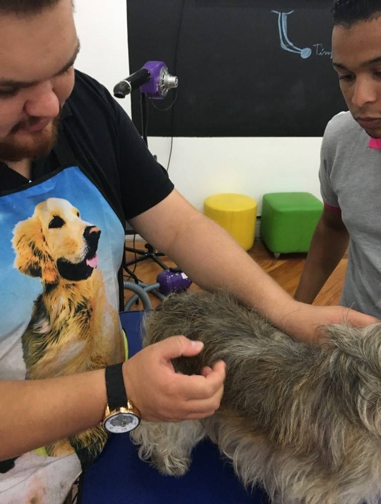 Hand-Stripping em Westie Preço em Francisco Morato - Hand-Stripping em Fox Terrier