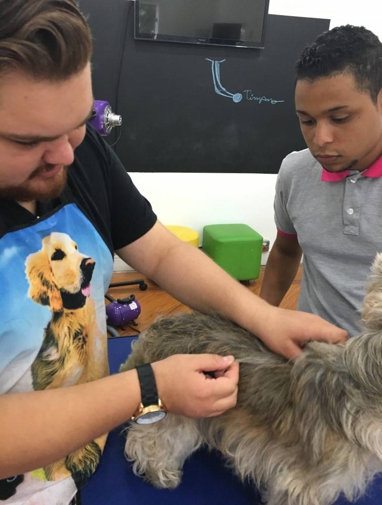 Hand-Stripping em Westie Sp em São Domingos - Stripping em Fox Terrier