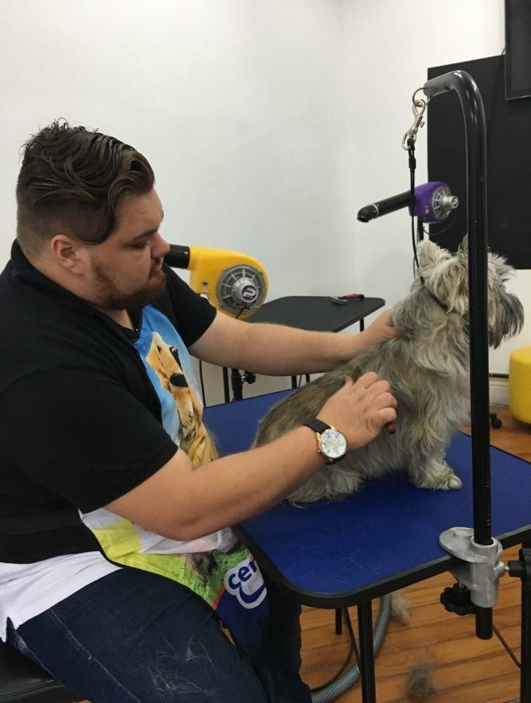 Hand-Stripping Golden Retriever na Vila Gustavo - Stripping em Fox Terrier