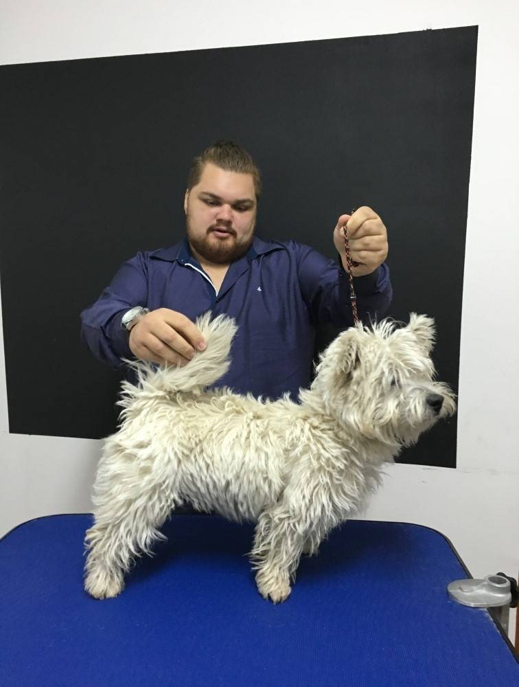 Hand-Stripping no Ibirapuera - Hand-Stripping em Fox Terrier