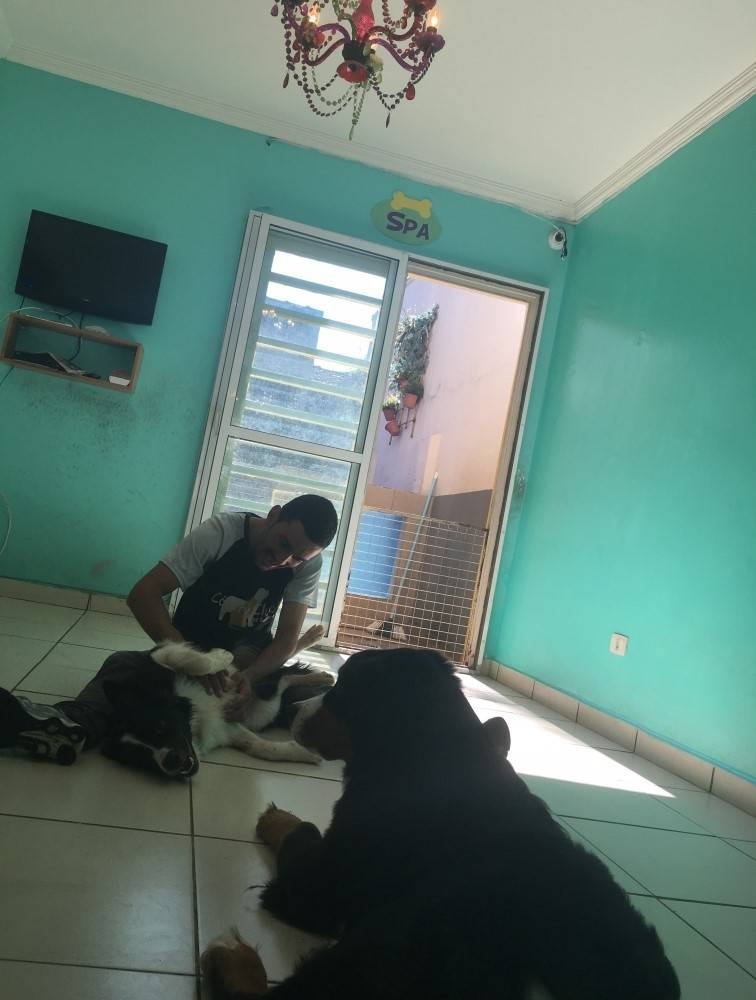 Hospedagem de Cachorro Preço na Cidade Ademar - Hotelzinho para Cães