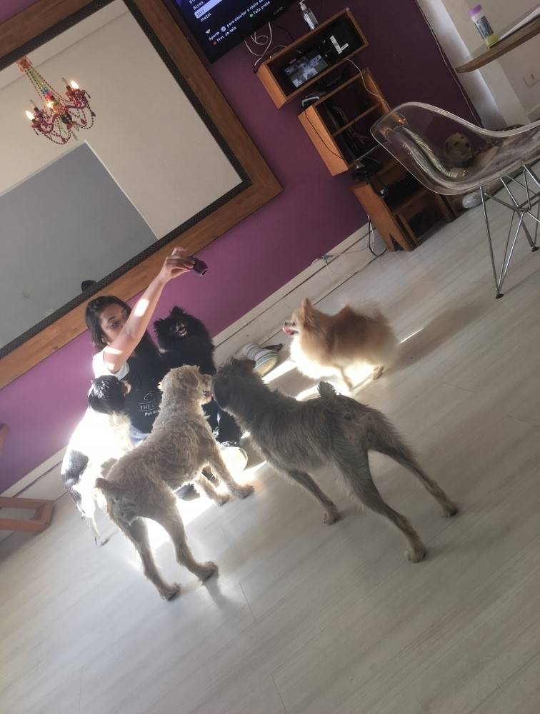 Hospedagem de Cachorro no Butantã - Creche Hotel para Cães