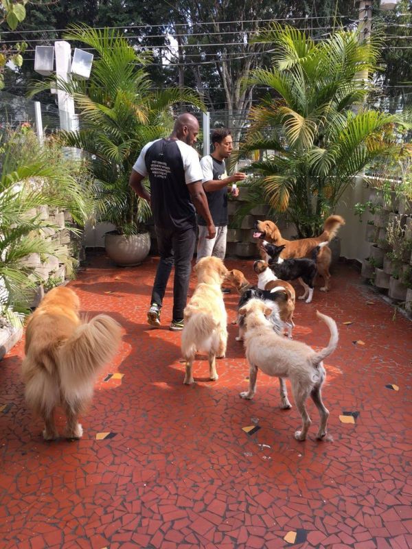 Hospedagem para Cães em Mauá - Creche Hotel para Cães
