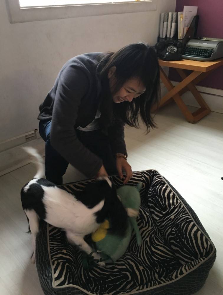 Hospedagem para Pets na Anália Franco - Hotel de Cachorro