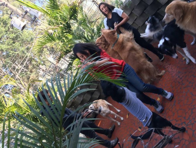 Hotel Especializado para Canino no Ibirapuera - Hotel de Cachorro