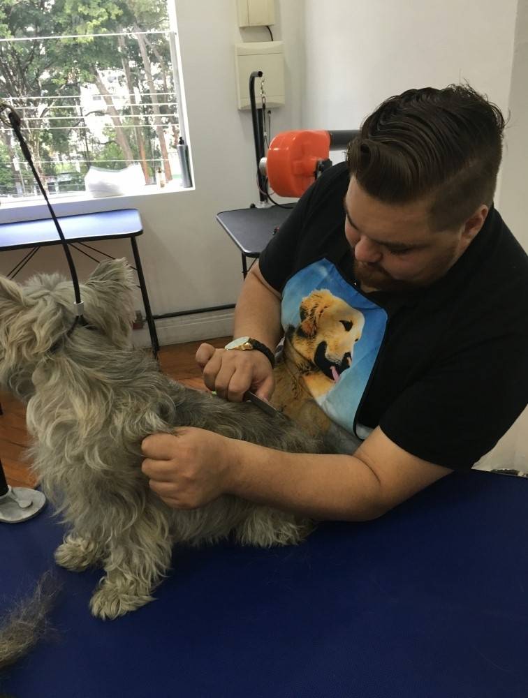 Onde Encontrar Hand-Stripping em Fox Terrier em Caieiras - Hand-Stripping em Cães