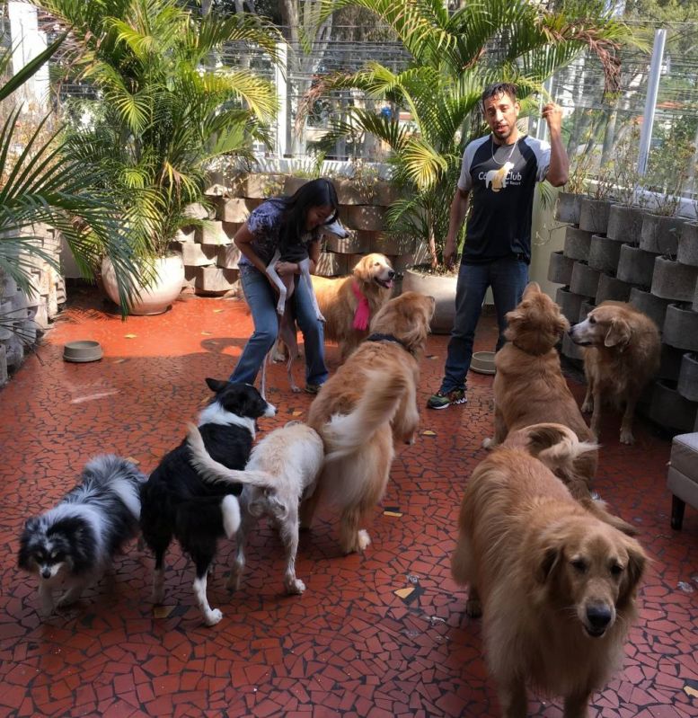 Onde Encontrar Spa para Cachorros em Higienópolis - Spa para Pet 