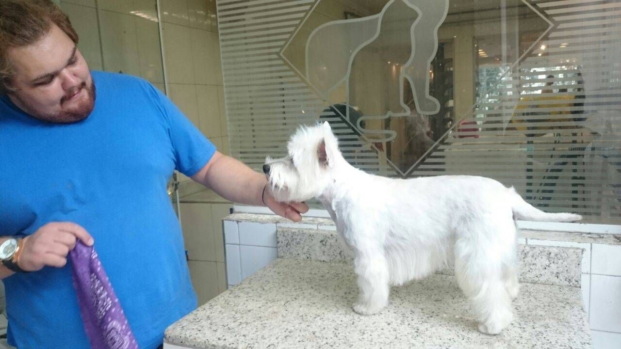 Onde Encontrar Trimming em Cães no Jardim São Paulo - Stripping em Fox Terrier