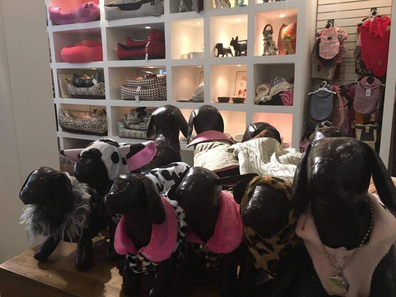 Pet Shop Rações Preço na Aclimação - Pet Shop em São Paulo