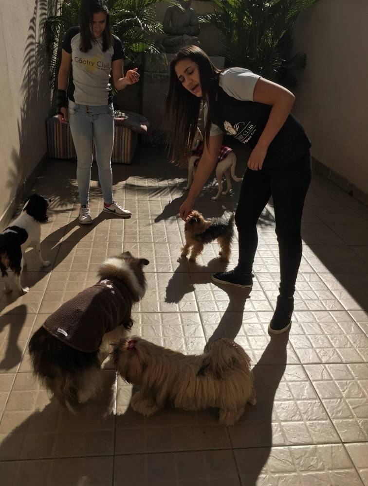 Quanto Custa Adestramento de Cachorros no Parque São Lucas - Serviços para Adestrar Cães