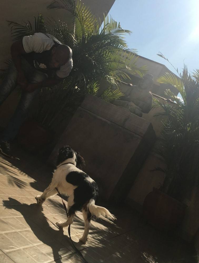 Quanto Custa Adestramento de Cães em Aricanduva - Adestramento de Cachorros