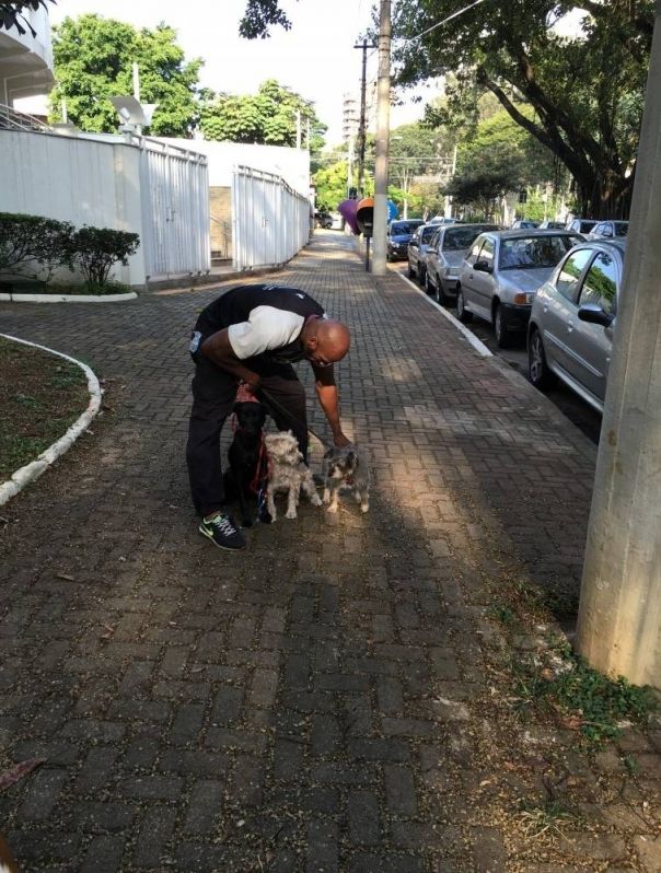 Quanto Custa Adestramento para Cachorro em São Paulo em Pirapora do Bom Jesus - Serviços para Adestrar Cães