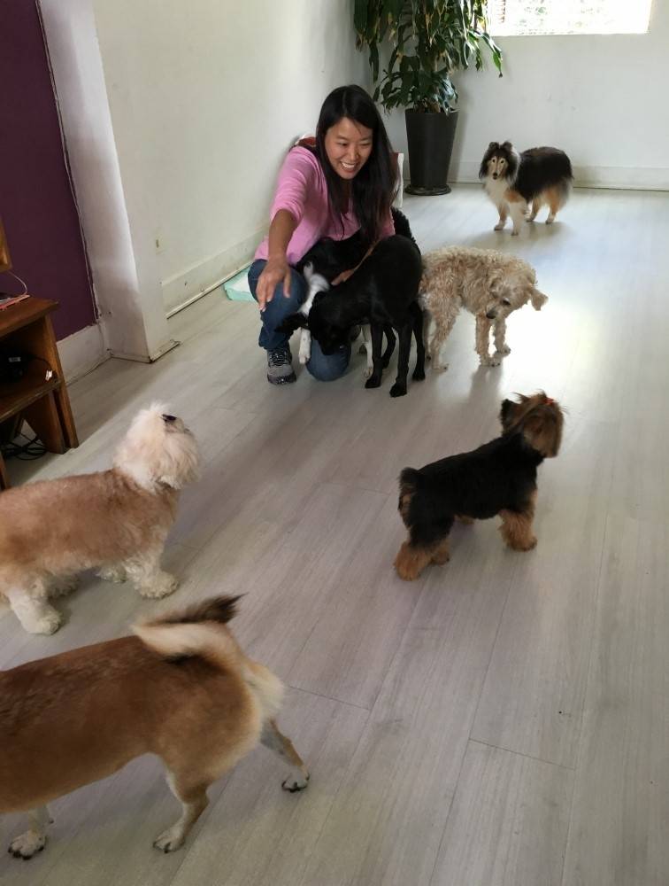 Quanto Custa Adestramento para Cachorros em Osasco - Escola para Adestramento de Cães