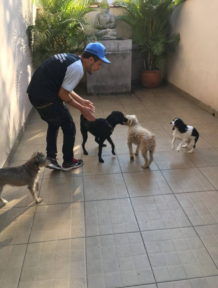 Quanto Custa Adestratemnto para Cães no Rio Grande da Serra - Adestramento para Cachorro em São Paulo