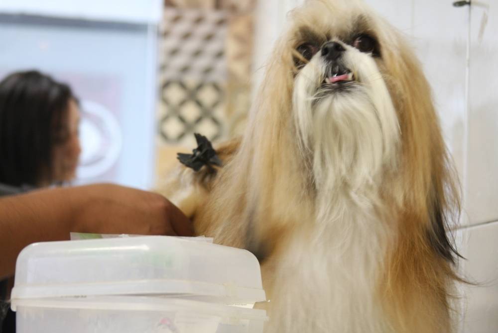 Quanto Custa Banho e Tosa para Cachorro em São Paulo em São Mateus - Serviços de Banho e Tosa para Cachorro