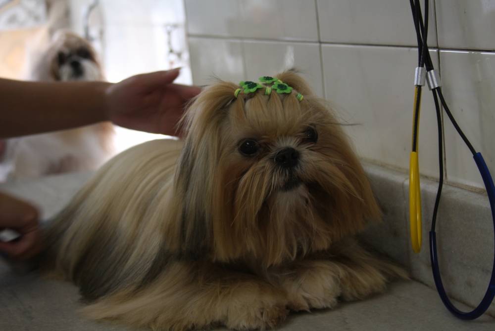 Quanto Custa Centro de Estética Canina em Itaquera - Serviço de Estética para Cães