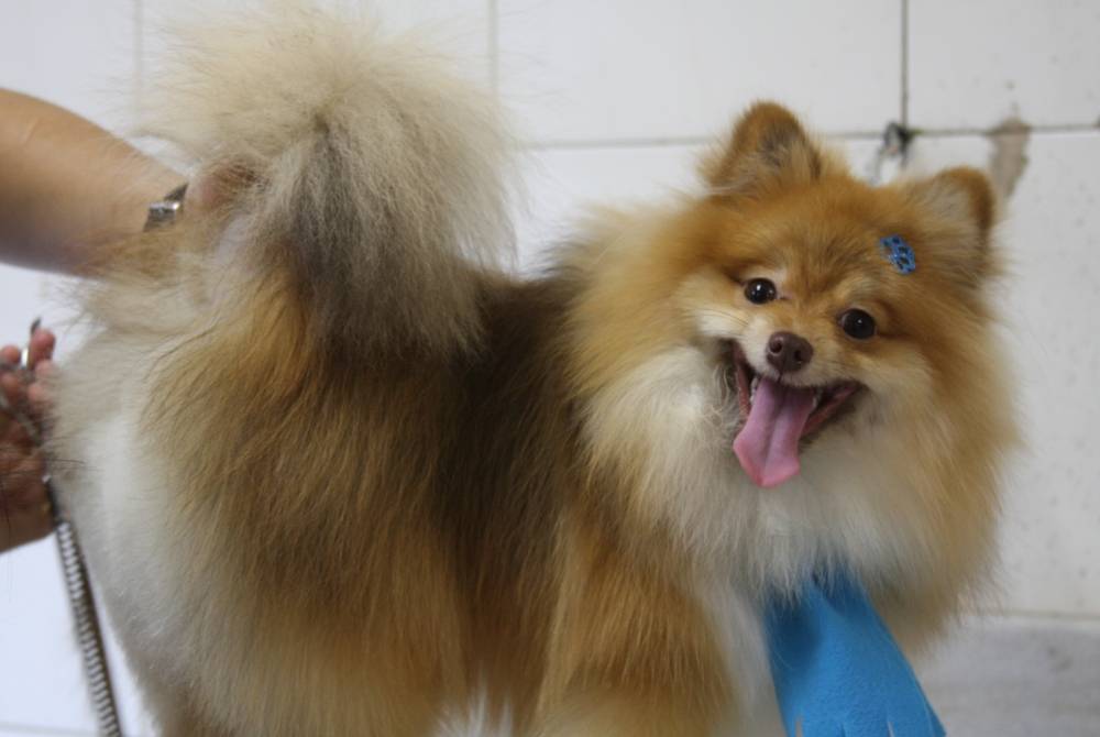 Quanto Custa Centro para Banho e Tosa de Cachorros no Jardins - Banho e Tosa para Cachorro em São Paulo