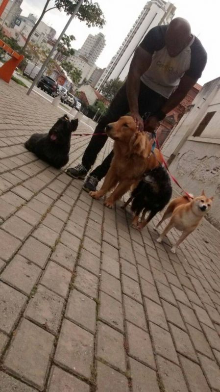 Quanto Custa Creche de Cães em São Bernardo do Campo - Creche de Cachorro