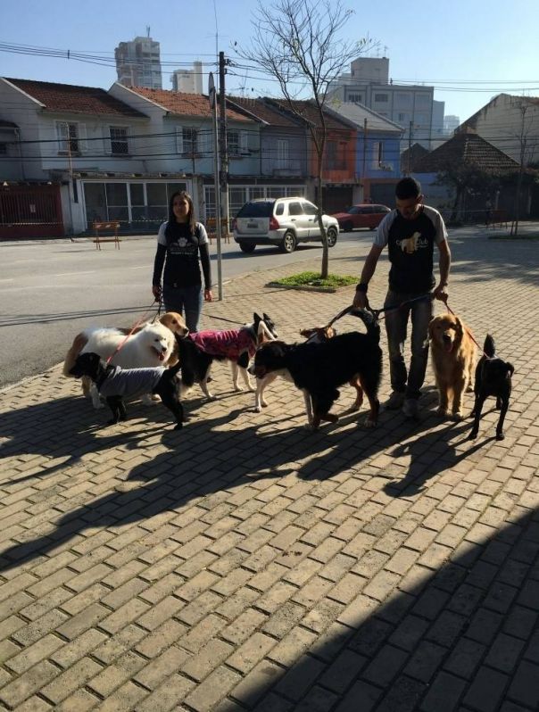 Quanto Custa Creche para Cachorro em Sp na Lauzane Paulista - Creche de Cães