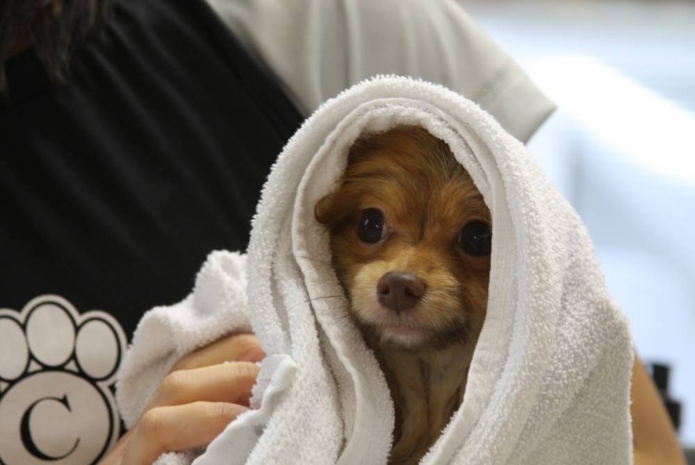 Quanto Custa Curso de Estética Canina na Santa Efigênia - Estética para Cachorro em Sp