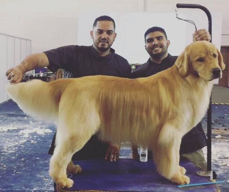 Quanto Custa Curso de Tosa Golden Retriever Ibirapuera - Curso de Banho em Cachorro