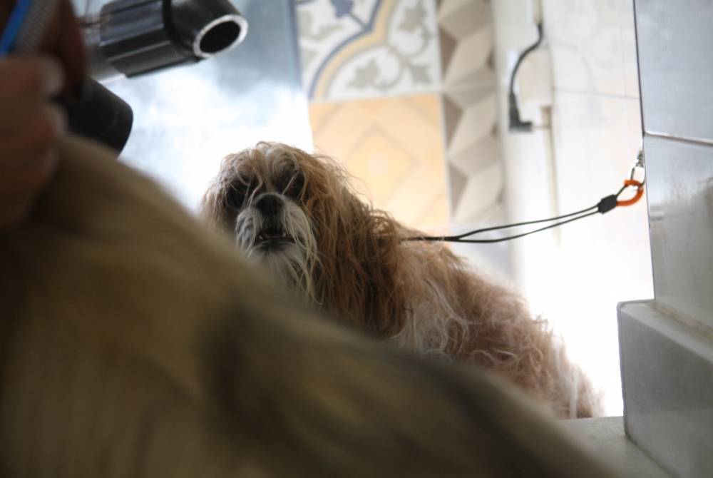 Quanto Custa Espaço de Estética para Cachorros na Cidade Ademar - Curso de Estética Canina