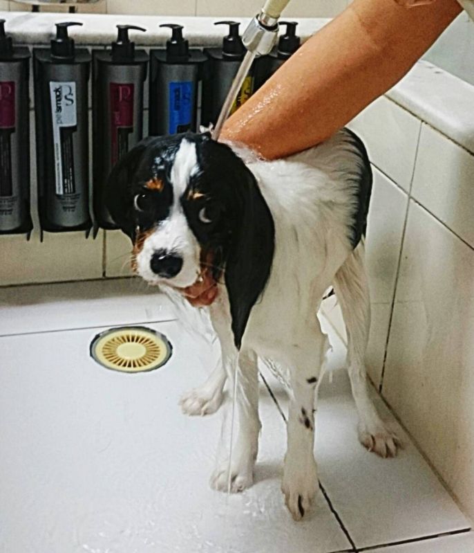 Quanto Custa Estética para Cachorro em Sp em Brasilândia - Centro de Estética Canina