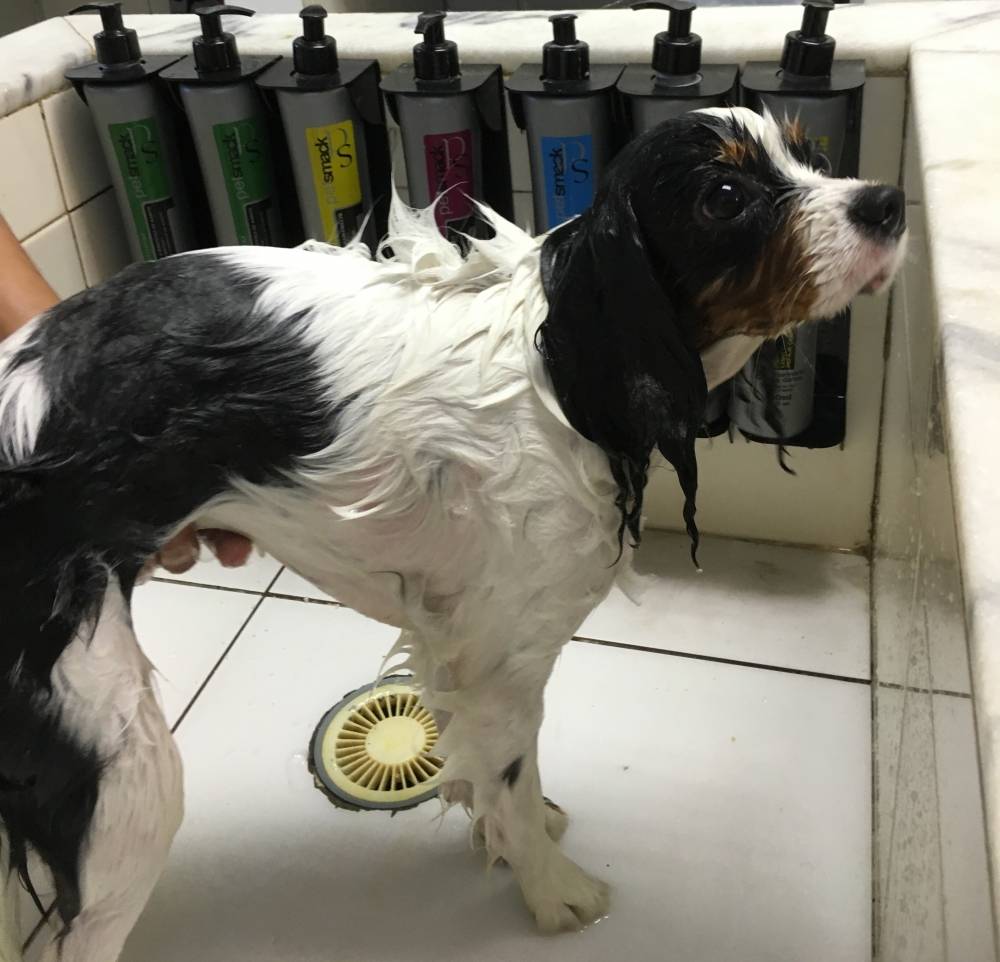 Quanto Custa Estética para Cães em Moema - Estética para Cachorro na Vila Mariana