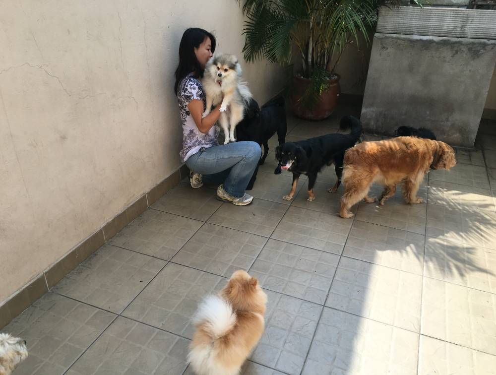 Quanto Custa Fisioterapia Animal no Sacomã - Fisioterapia Canina na Vila Mariana
