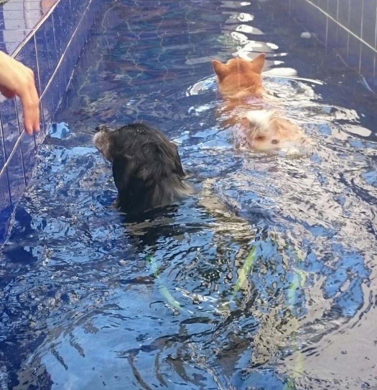 Quanto Custa Fisioterapia Canina em Sp em Santana de Parnaíba - Centro de Fisioterapia para Cães