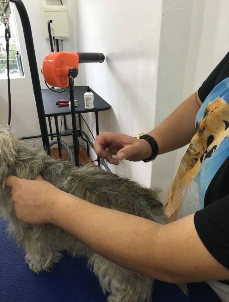 Quanto Custa Hand-Stripping em Fox Terrier em Vargem Grande Paulista - Trimming em Fox Terrier