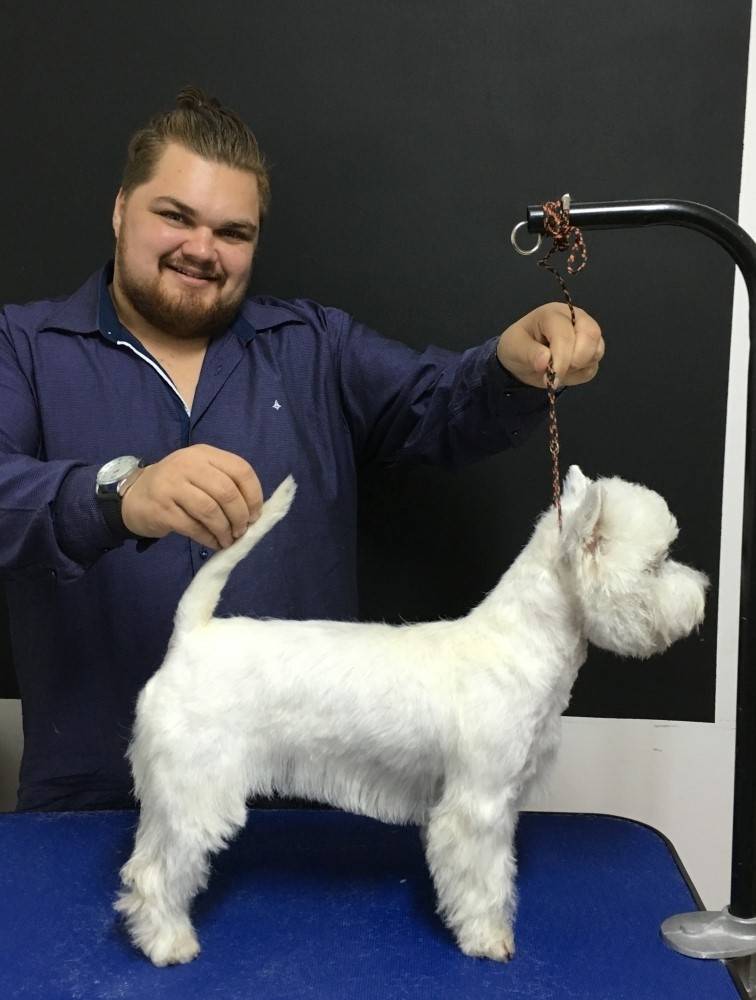 Quanto Custa Hand-Stripping em Cajamar - Stripping Scottish Terrier