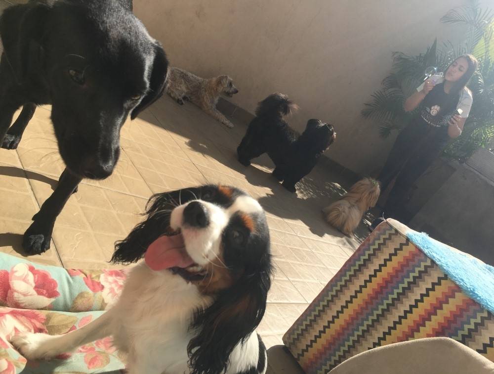 Quanto Custa Hotel para Cães no Arujá - Hospedagem de Cachorro