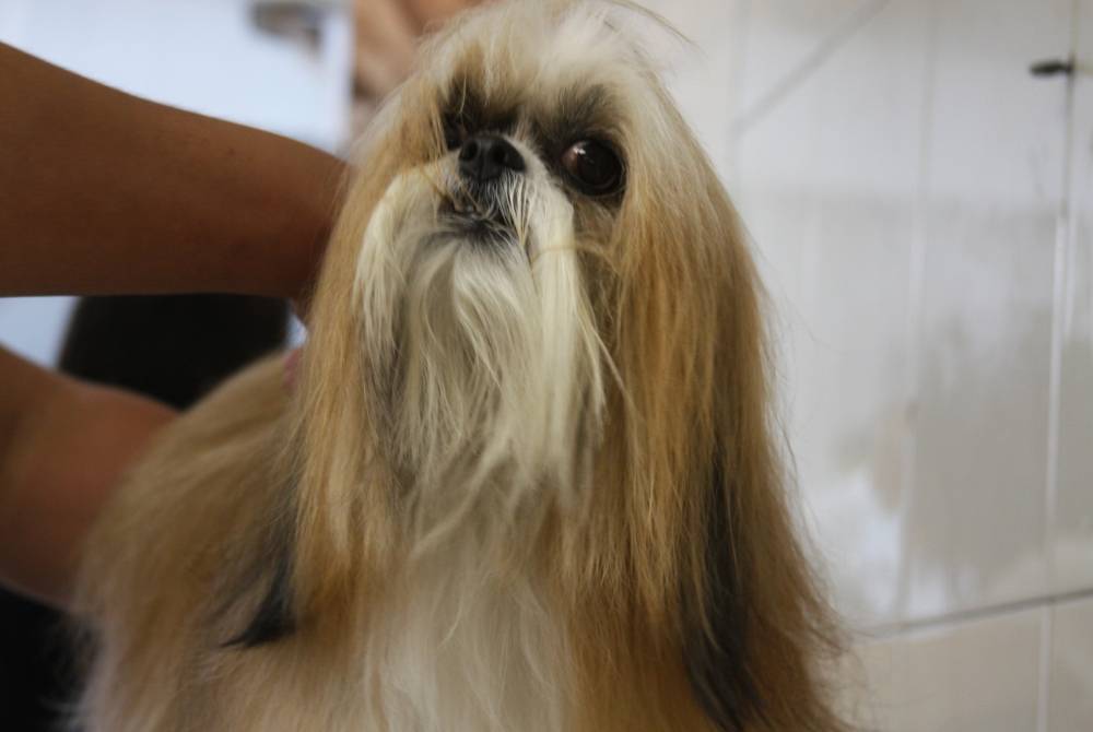 Quanto Custa Serviço de Estética para Cães no Alto da Lapa - Estética para Cachorro em São Paulo