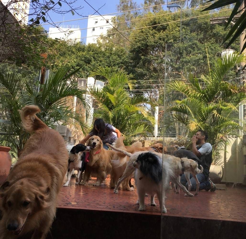 Quanto Custa Spa para Cães na Vila Sônia - Spa para Pet 